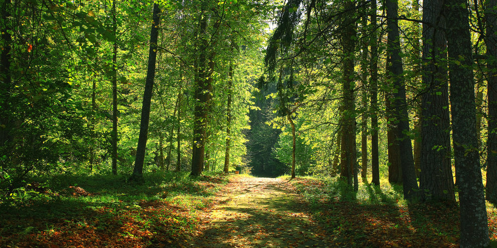 La forêt rattachée au ministère de la transition écologique